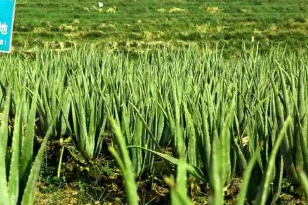 怎么防治芦荟病虫害,春秋季节要彻底清园、消灭病虫源