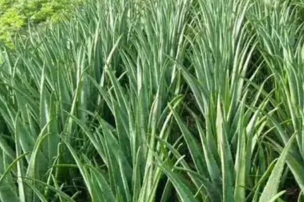 怎么防治芦荟病虫害,春秋季节要彻底清园、消灭病虫源