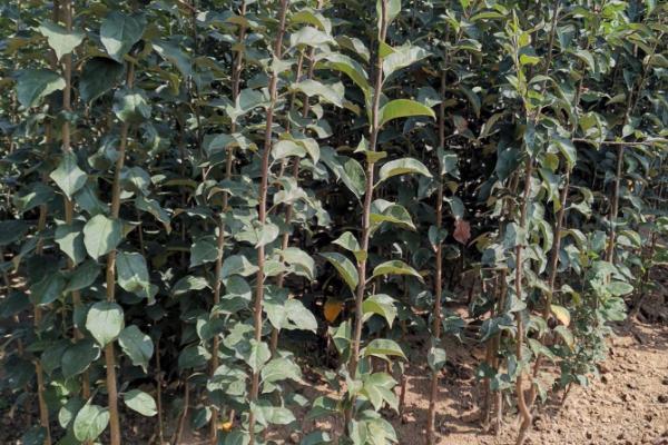 苹果树苗的价格,会受到品种、规格、地区等条件的影响