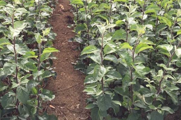 苹果树苗的价格,会受到品种、规格、地区等条件的影响