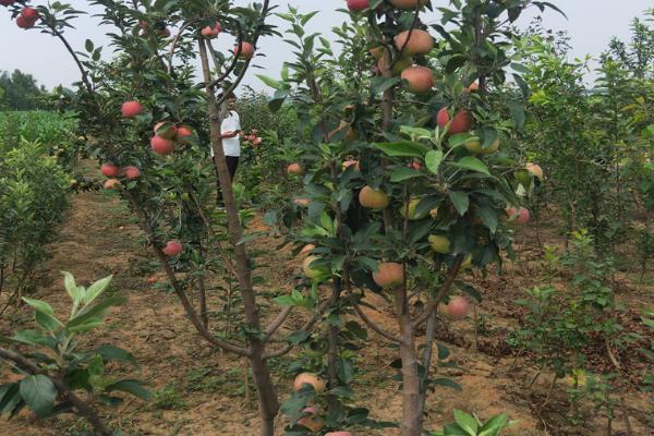 苹果树苗的价格,会受到品种、规格、地区等条件的影响