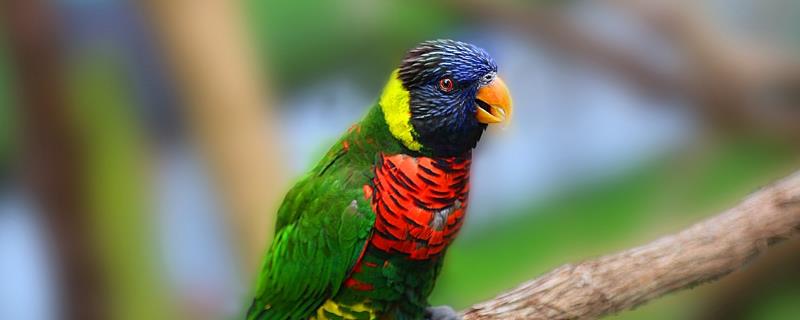 鹦鹉长时间不洗澡会出现什么问题