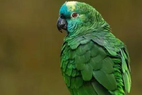 鹦鹉长时间不洗澡会出现什么问题,会降低观赏性、并且容易滋生病菌