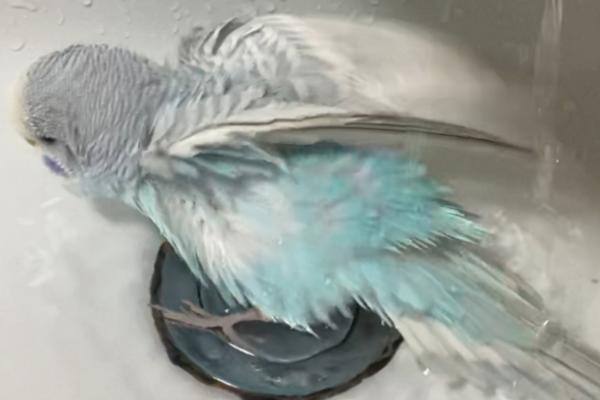鹦鹉长时间不洗澡会出现什么问题,会降低观赏性、并且容易滋生病菌