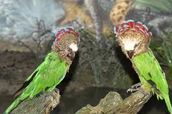 鹦鹉长时间不洗澡会出现什么问题,会降低观赏性、并且容易滋生病菌