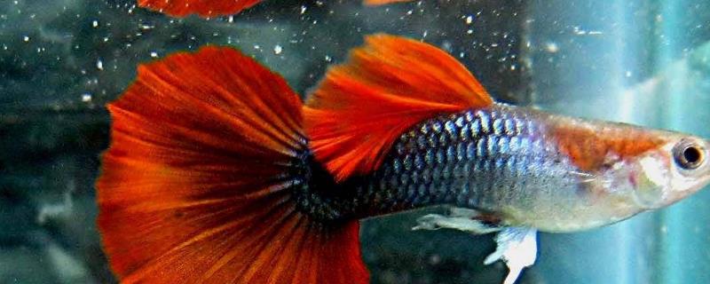 孔雀鱼产黄卵的原因