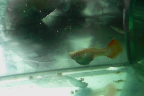 孔雀鱼产黄卵的原因,可能是早产、鱼卵未受精等原因所导致