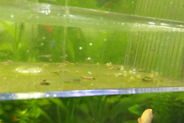 孔雀鱼产黄卵的原因,可能是早产、鱼卵未受精等原因所导致
