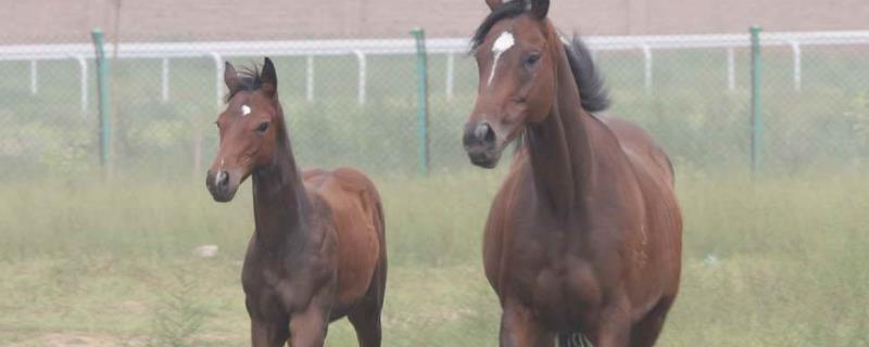 马在哪个季节繁殖