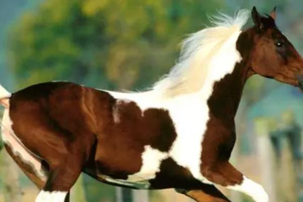 马在哪个季节繁殖,南方地区常在春季3月份繁殖