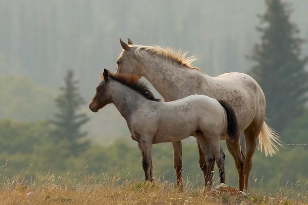 马在哪个季节繁殖,南方地区常在春季3月份繁殖