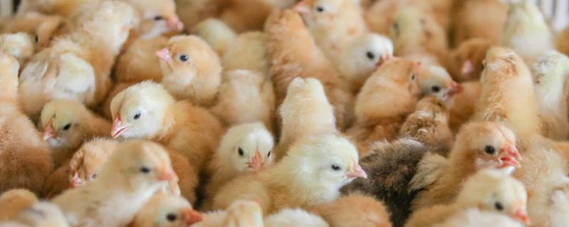 小鸡不消化怎么办