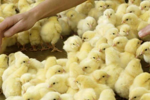 小鸡不消化怎么办,在饲料中添加大蒜可促进消化