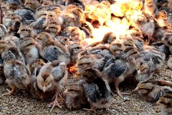 小鸡不消化怎么办,在饲料中添加大蒜可促进消化