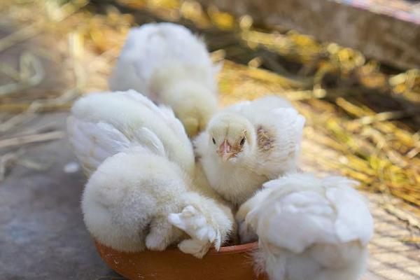 小鸡不消化怎么办,在饲料中添加大蒜可促进消化