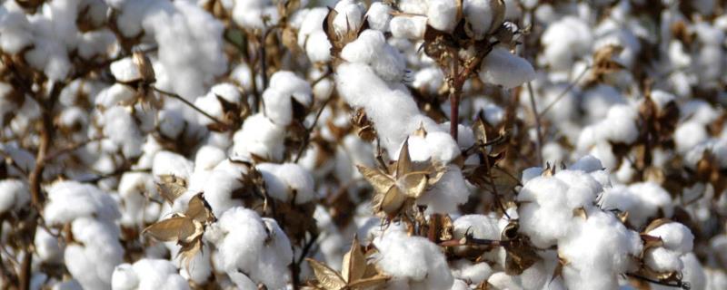 棉花播种前怎么处理