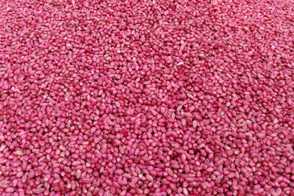 棉花播种前怎么处理,播种前要用拌种双等药剂进行拌种