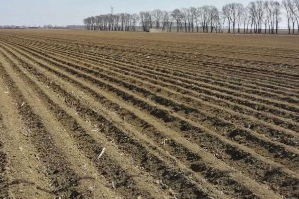 棉花播种前怎么处理,播种前要用拌种双等药剂进行拌种