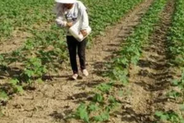 棉花播种前怎么处理,播种前要用拌种双等药剂进行拌种