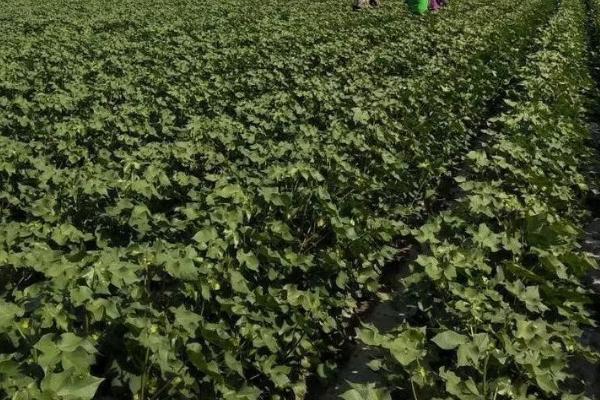 棉花播种前怎么处理,播种前要用拌种双等药剂进行拌种