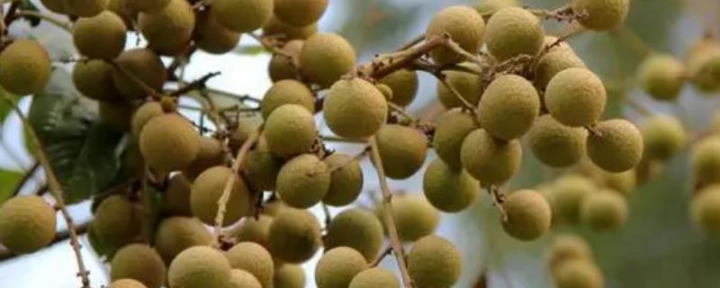 怎么防治龙眼鬼帚病