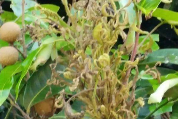 怎么防治龙眼鬼帚病，冬季要剪除病虫枝、并集中烧毁