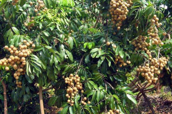 怎么防治龙眼鬼帚病，冬季要剪除病虫枝、并集中烧毁