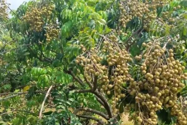 怎么防治龙眼鬼帚病，冬季要剪除病虫枝、并集中烧毁