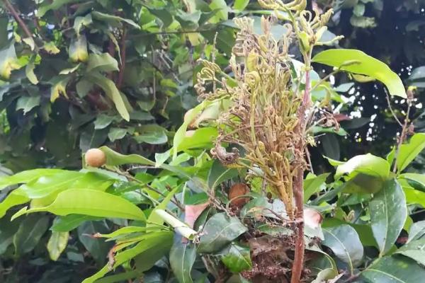 怎么防治龙眼鬼帚病，冬季要剪除病虫枝、并集中烧毁