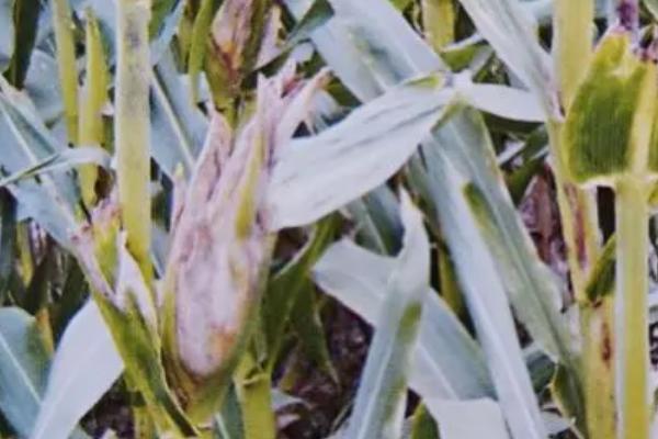 玉米顶腐病症状,植株矮化、心叶干枯、叶鞘及茎部腐烂皆为发病症状