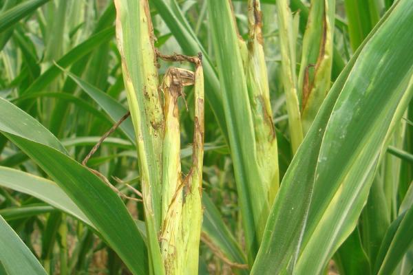 玉米顶腐病症状,植株矮化、心叶干枯、叶鞘及茎部腐烂皆为发病症状