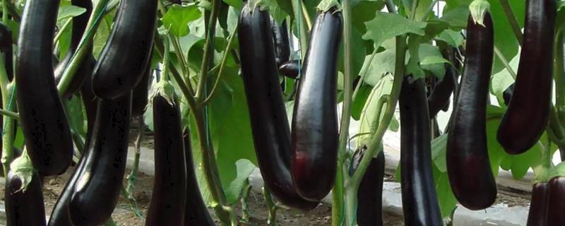 夏天对茄子追肥要注意什么