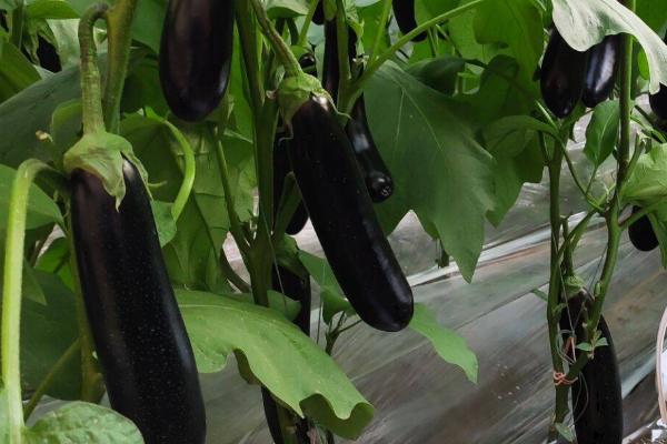 夏天对茄子追肥要注意什么,偏施氮肥容易影响到产量和品质