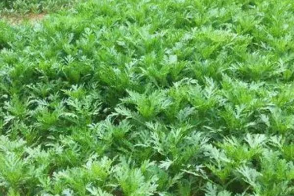 茼蒿播种适温,一般为15-20℃