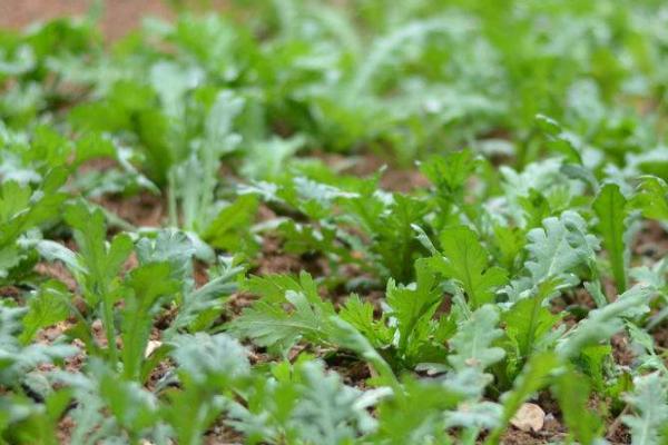 茼蒿播种适温,一般为15-20℃