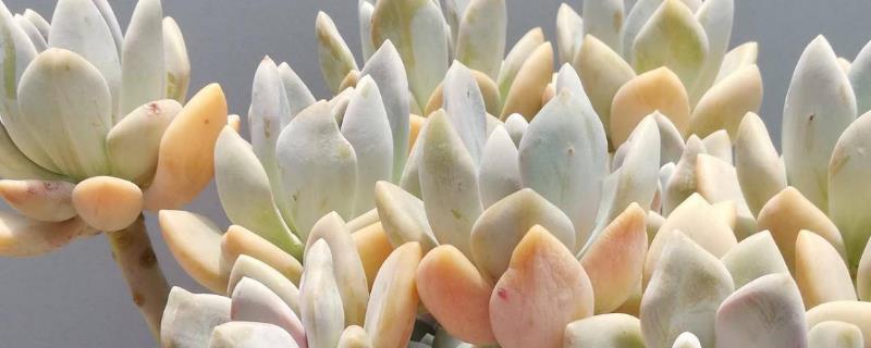 冬美人的养殖要点