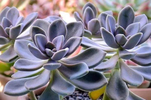 冬美人的养殖要点,土壤表层要完全干掉再浇水