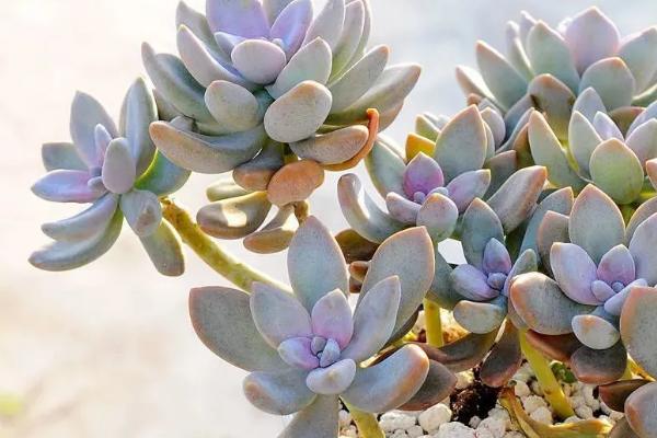 冬美人的养殖要点,土壤表层要完全干掉再浇水