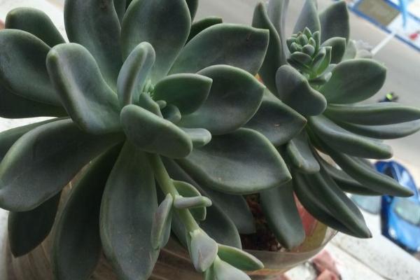 冬美人的养殖要点,土壤表层要完全干掉再浇水