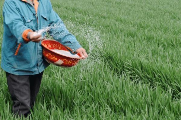 小麦施肥要点,磷酸二铵可作为底肥使用