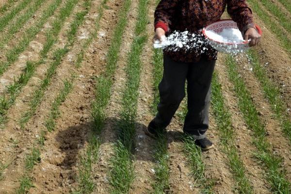 小麦施肥要点,磷酸二铵可作为底肥使用