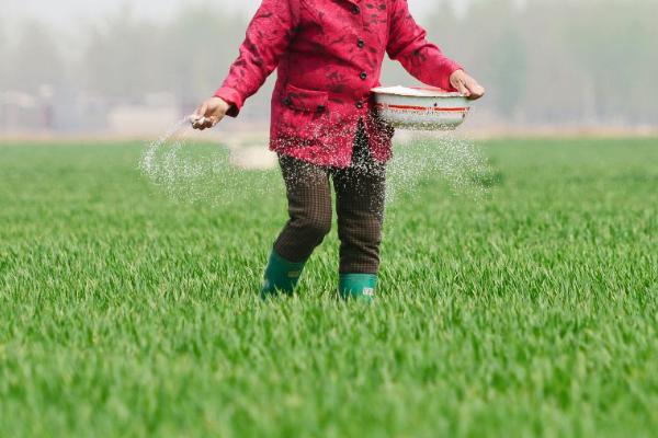 小麦施肥要点,磷酸二铵可作为底肥使用