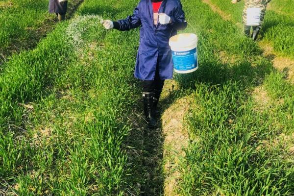 小麦施肥要点,磷酸二铵可作为底肥使用