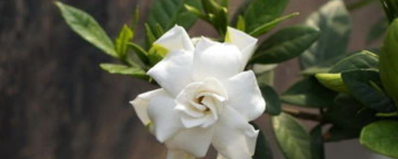 白蟾和栀子花有什么区别