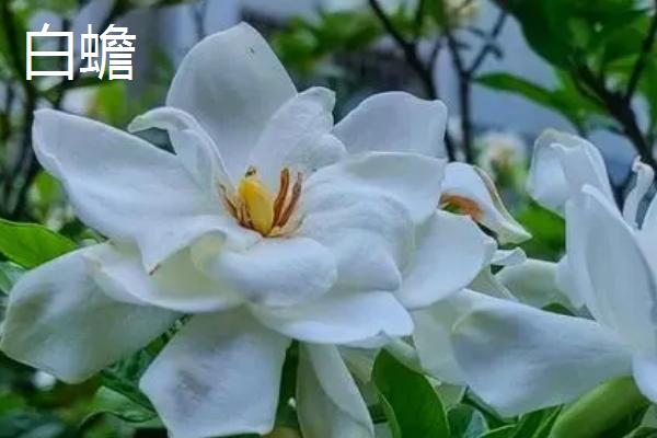 白蟾和栀子花有什么区别,白蟾花是栀子花的一个变种