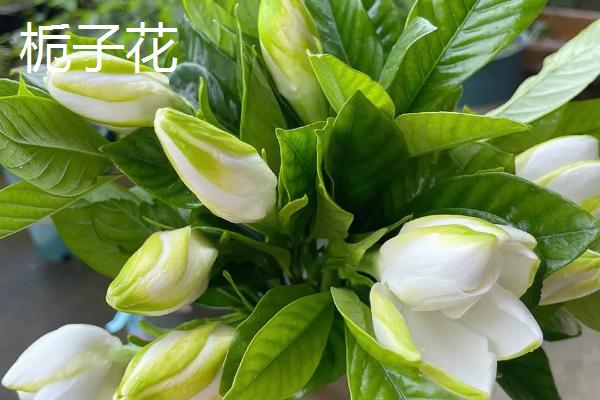 白蟾和栀子花有什么区别,白蟾花是栀子花的一个变种