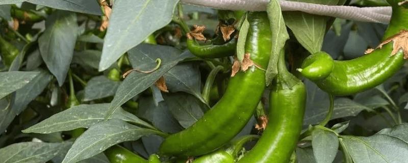 辣椒为什么会掉花苞