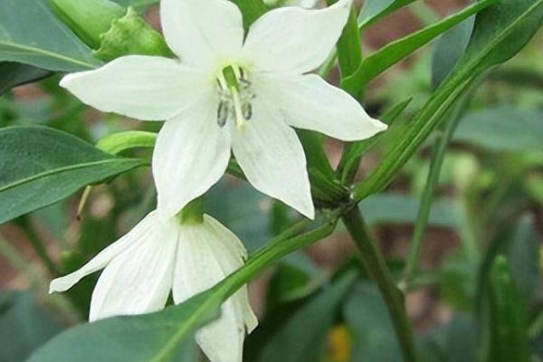 辣椒为什么会掉花苞,可能是浇水过多、土壤板结等原因所导致