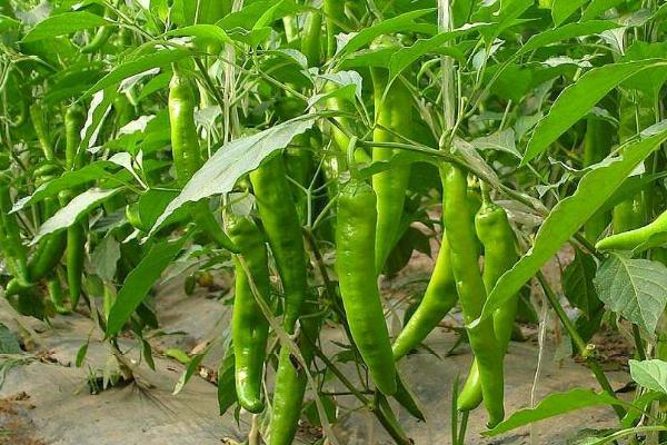 辣椒为什么会掉花苞,可能是浇水过多、土壤板结等原因所导致