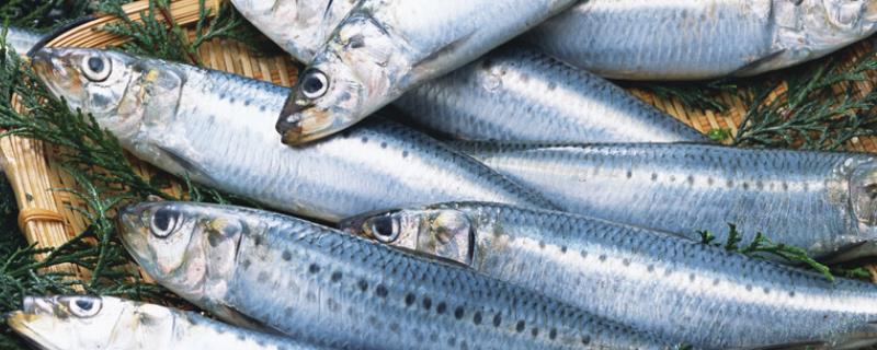 沙丁鱼是否属于深海鱼
